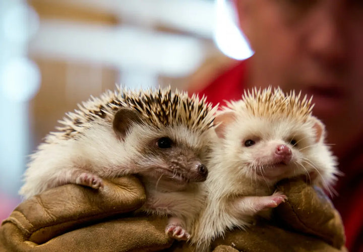 two hedgehogs being held in gloved hands, one with dark spines and the other with light spines, blurred background