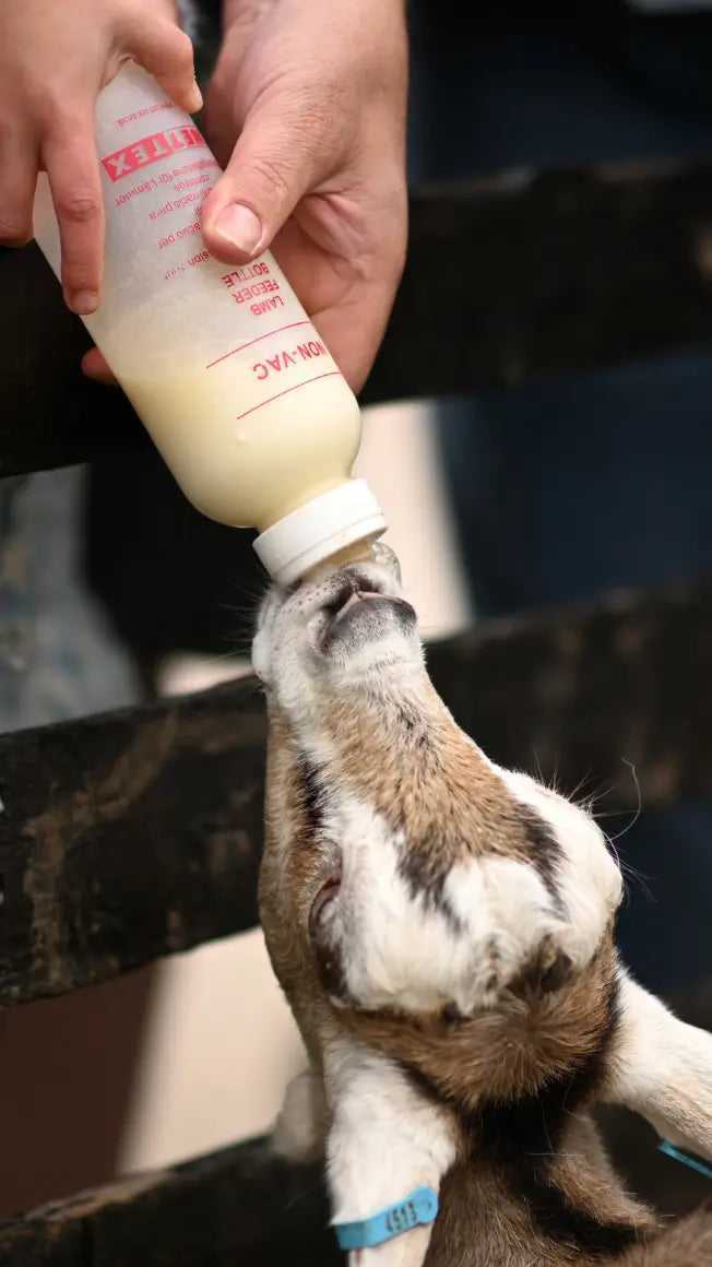 🍼Bottle Feeding