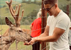 Deer Feeding