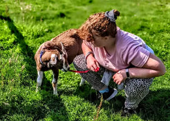 Goat Walking