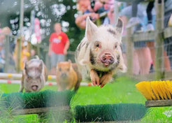 Pig Racing