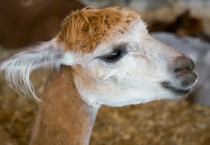 close-up of a light brown llama's head with a fluffy mane and large dark eye, set against a straw background