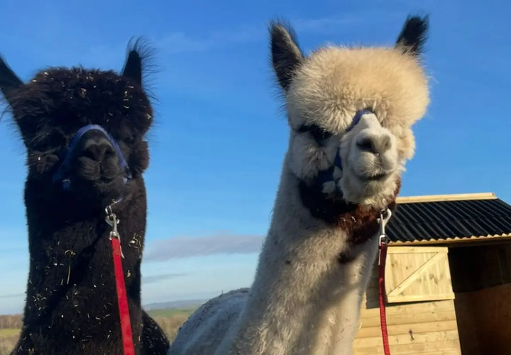 two llamas, one black and one white, standing outdoors with a wooden shed in the background under a blue sky