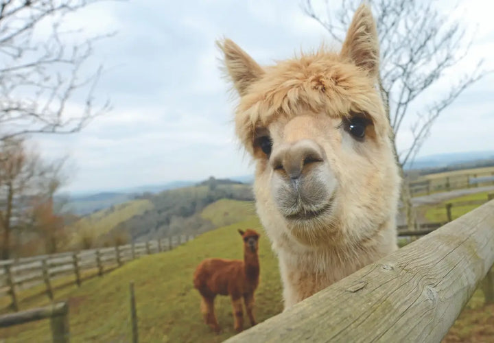 a close-up of a light brown alpaca with a curious expression, standing near a wooden fence, with another alpaca in the background
