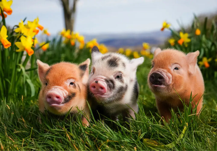 three piglets with different colours standing in a grassy field surrounded by yellow daffodils