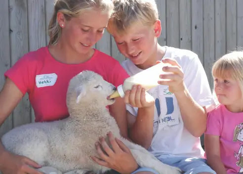 Pennywell Farm Day Ticket: A Full Day Out at Devon’s Award-Winning Farm Park