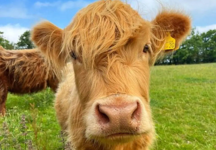 A close-up of a Highland cow with long, shaggy, light brown fur and a yellow ear tag, set against a green field.