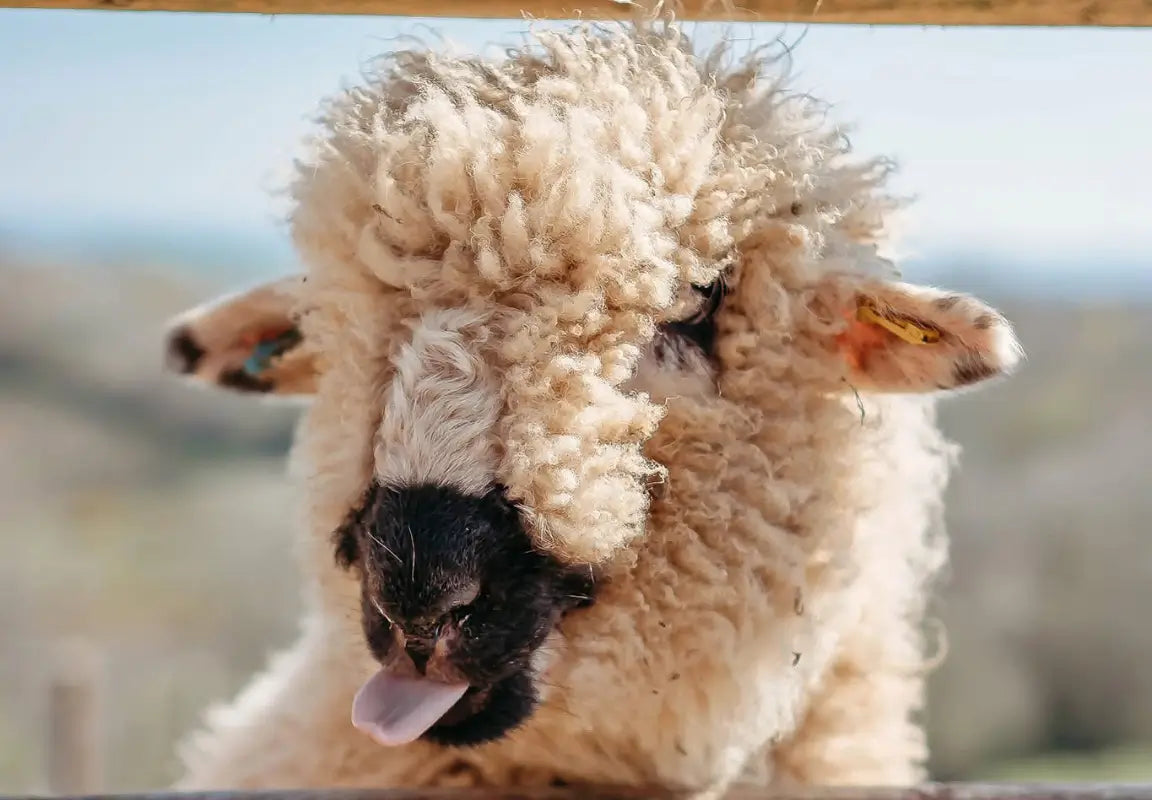 Sheep & Lambs