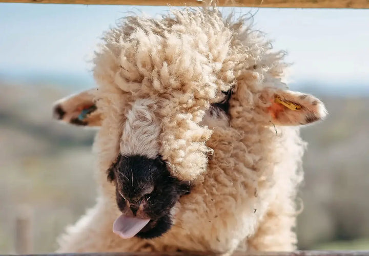 close-up of a fluffy sheep sticking out its tongue, with a blurred landscape in the background