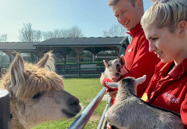 a man and a woman in red jackets hold piglets while interacting with an alpaca in a sunny farm setting