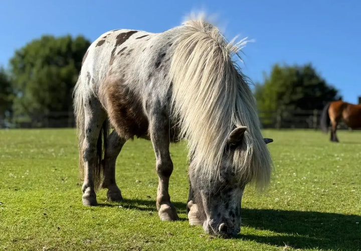 A grey and white pony grazes on green grass under a clear blue sky, with another horse in the background.