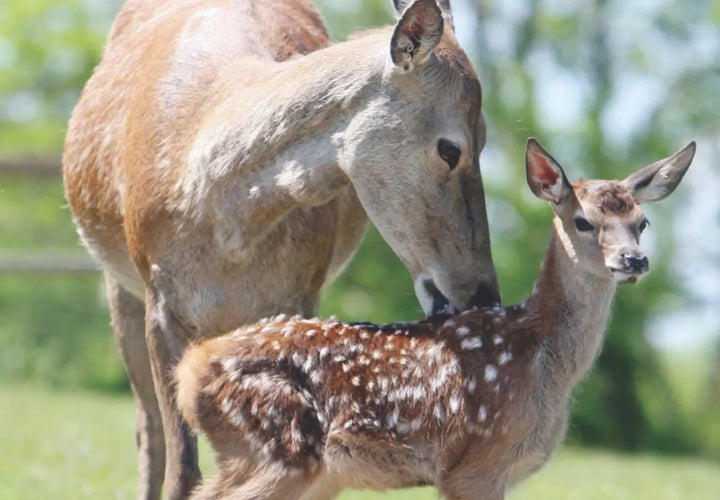 a doe gently nuzzles her spotted fawn in a sunny green field