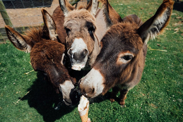 🫏 Miniature Donkeys