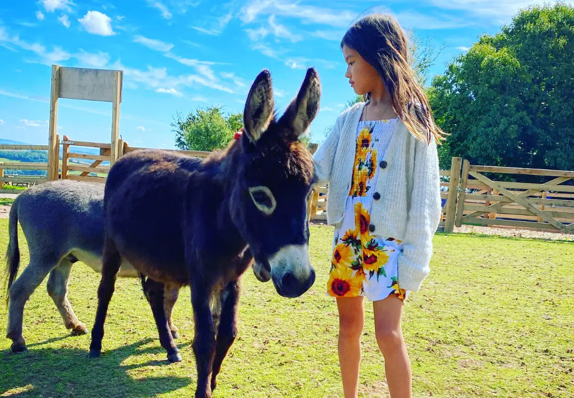 Miniature Donkey Encounters