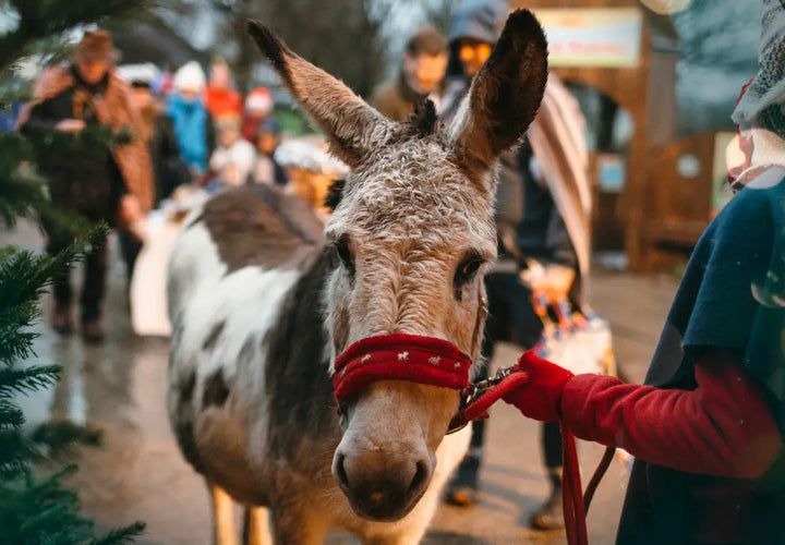a donkey with a red harness stands in a crowd, with people in winter clothing blurred in the background