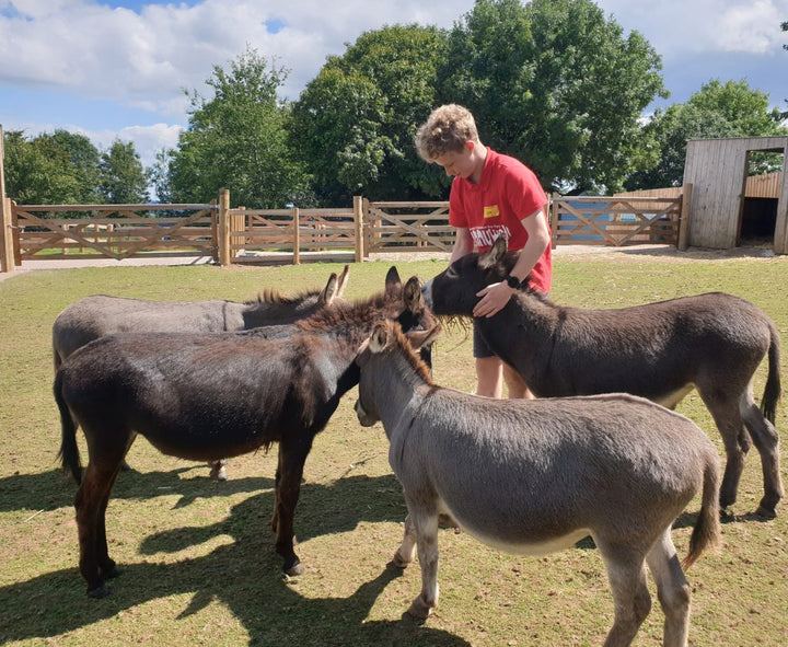 Miniature Donkeys