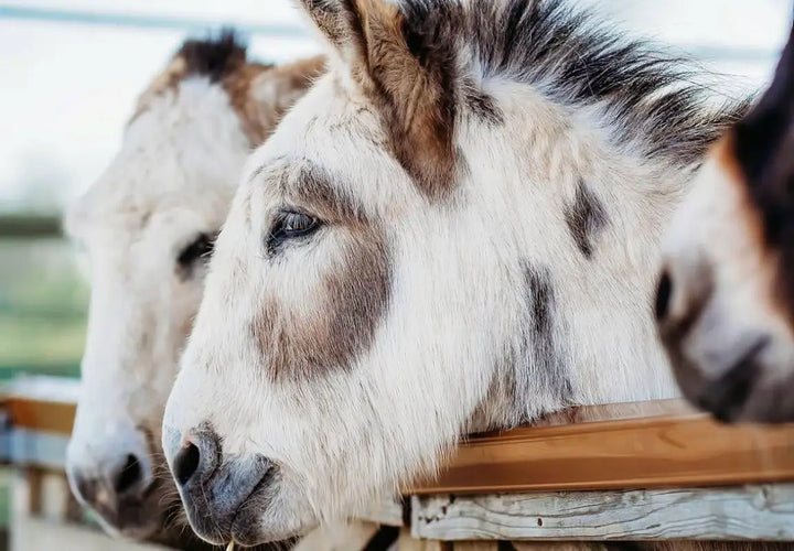 three horses with distinctive markings, resting their heads over a wooden fence in a stable setting