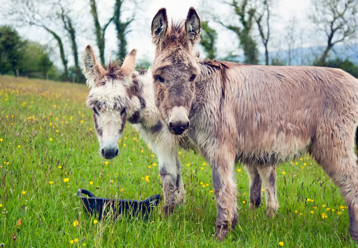 Donkeys