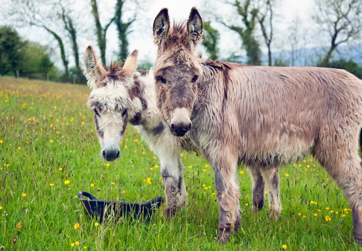two donkeys standing in a grassy field with yellow flowers, looking towards a black feeding bowl