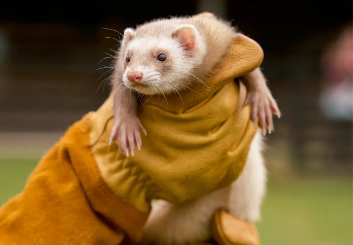 A person in a yellow glove holds a light-coloured ferret with a curious expression.