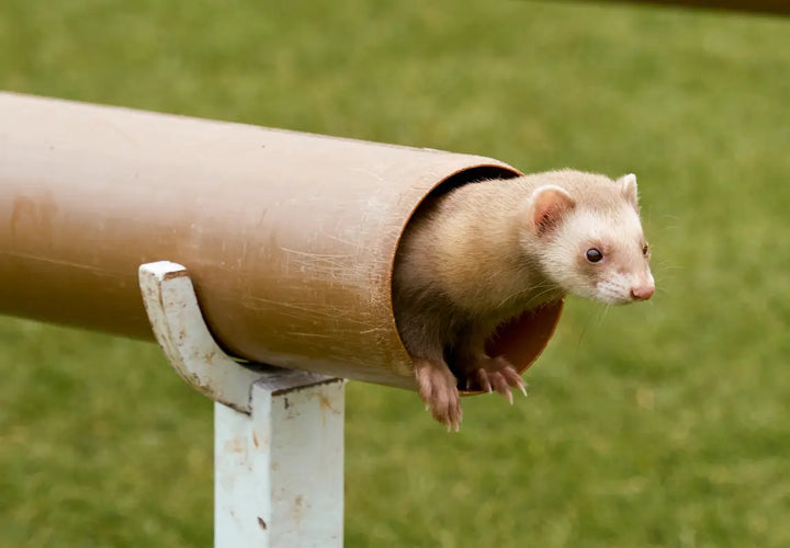 a ferret peeking out of a brown pipe, with green grass in the background
