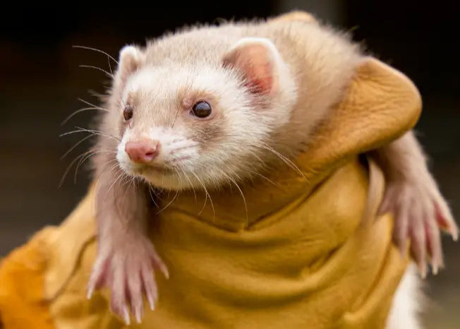🏆Ferret Racing