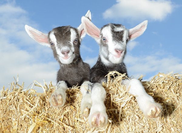 Two young black and white goats resting on a pile of straw under a blue sky
