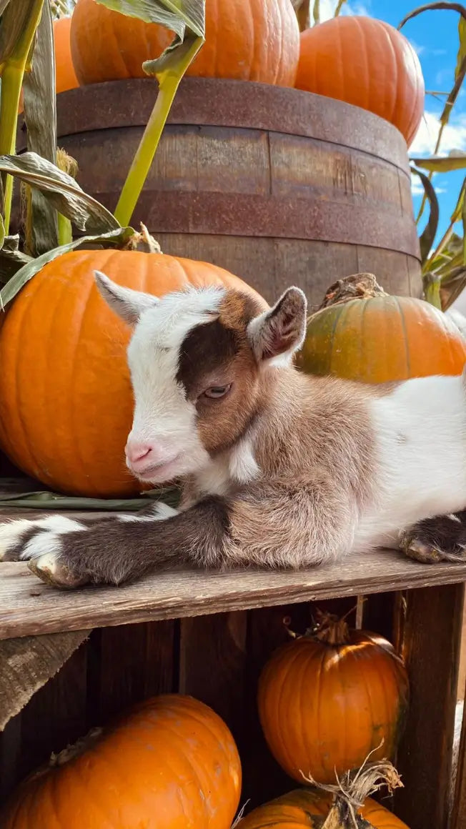 A young goat resting on a wooden shelf surrounded by pumpkins and corn stalks under a blue sky.