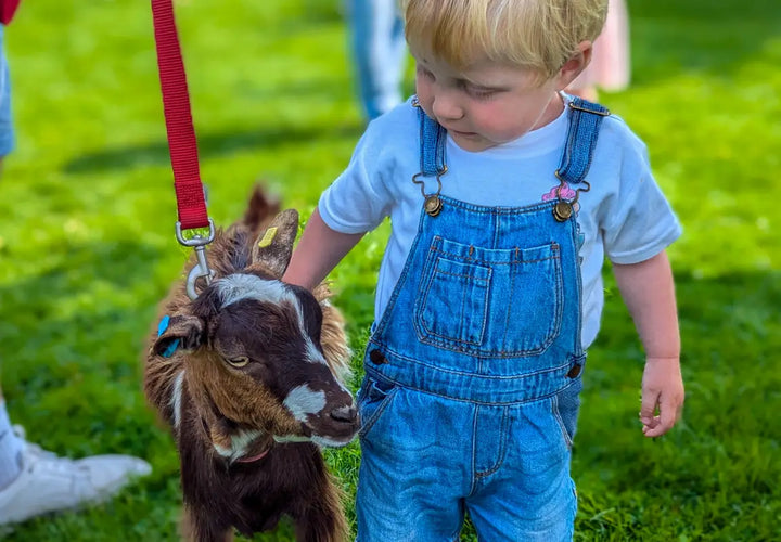 a young child in denim overalls gently holds a goat on a lead, standing on green grass in a sunny setting
