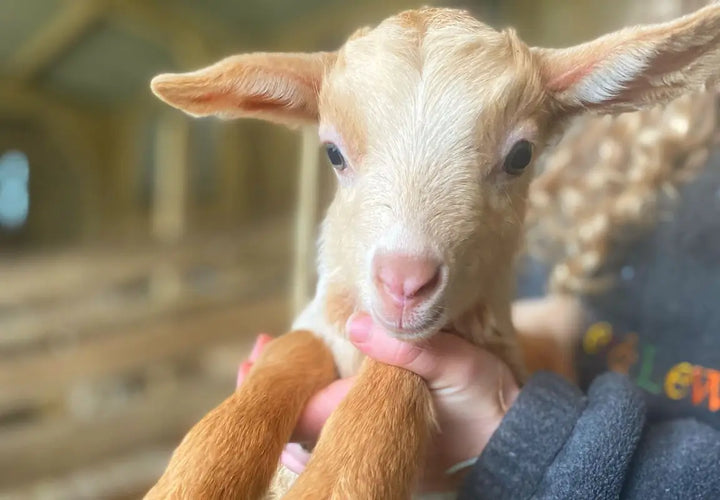 a close-up of a young goat being held, with soft fur and large ears, set against a blurred barn background