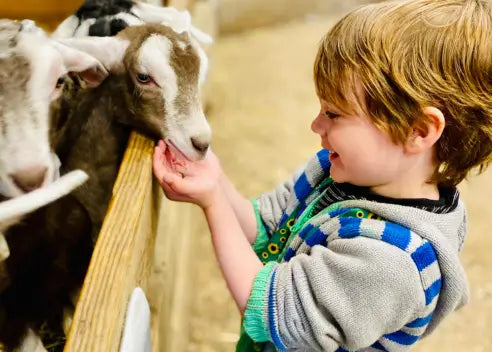 Hand-Feed The Animals