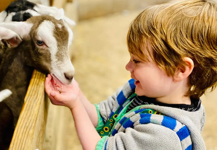 a young child smiles while feeding a goat in a barn setting, with straw scattered on the ground around them