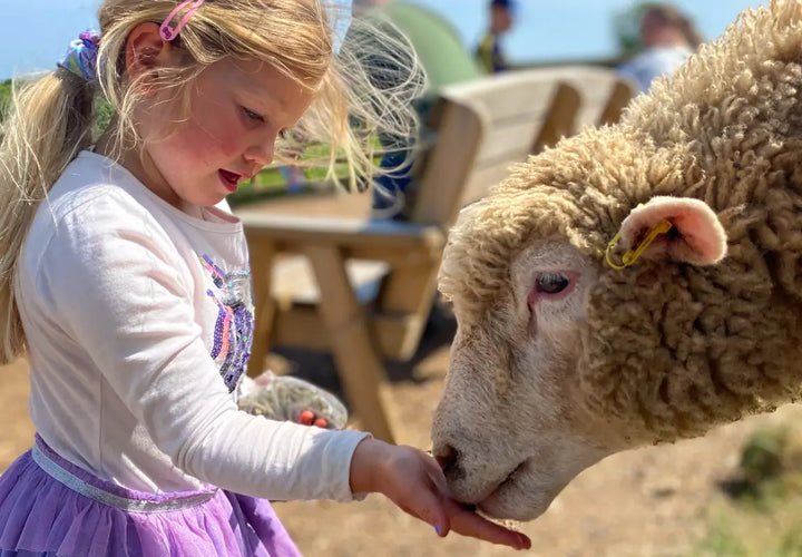 a young girl in a purple skirt feeding a sheep in a sunny outdoor setting