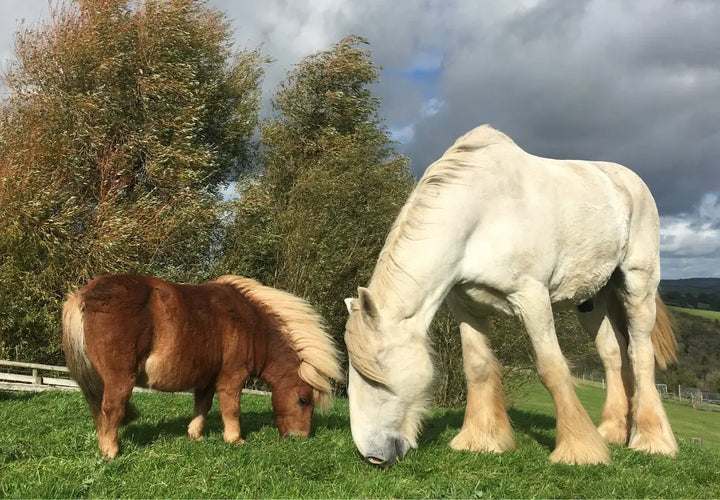 A large white horse and a small brown pony grazing on grass, with trees and a cloudy sky in the background.