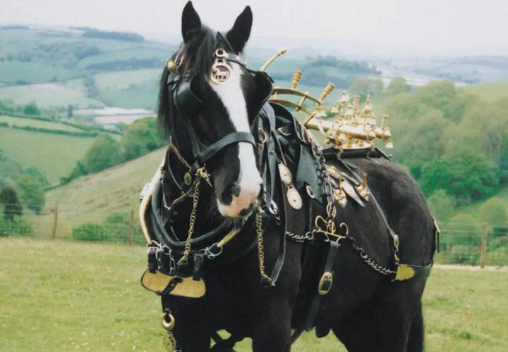 A black horse adorned with ornate harness and decorations stands in a green landscape.