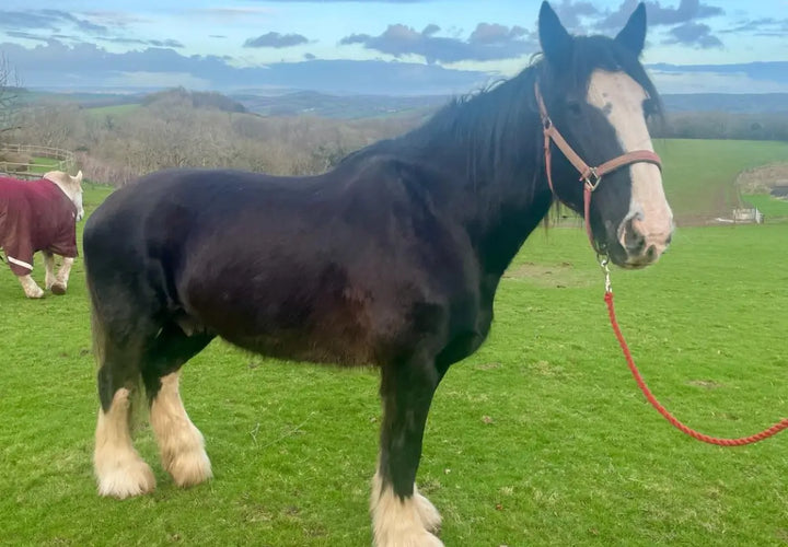 a black horse with a white face stands on grass, wearing a halter, with another horse in a blanket in the background