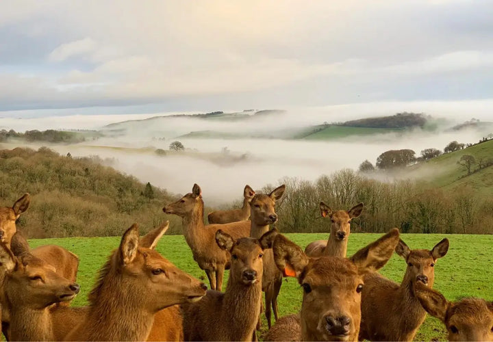 A group of deer stands in a misty landscape, with rolling hills and trees in the background.