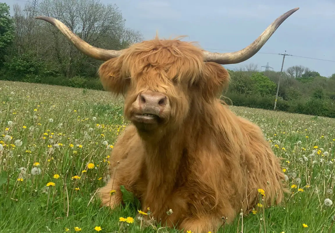 Highland Cows