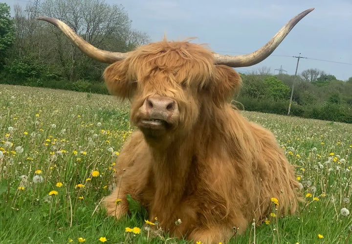 A Highland cow with long horns sits in a grassy field dotted with dandelions and yellow flowers.