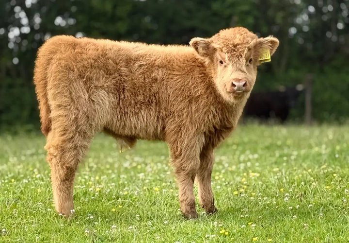 A fluffy brown calf stands in a grassy field dotted with wildflowers, looking towards the camera.