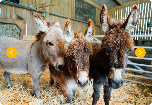 Make Friends With The Mini Donkeys
