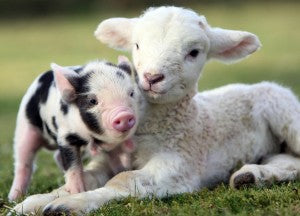 Sheep & Lambs