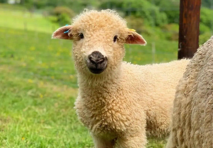 A fluffy lamb with a light brown face and yellow ear tags stands in a grassy field, looking towards the camera.