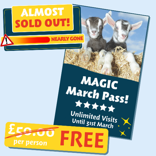 Magic March Pass Nearly Sold Out