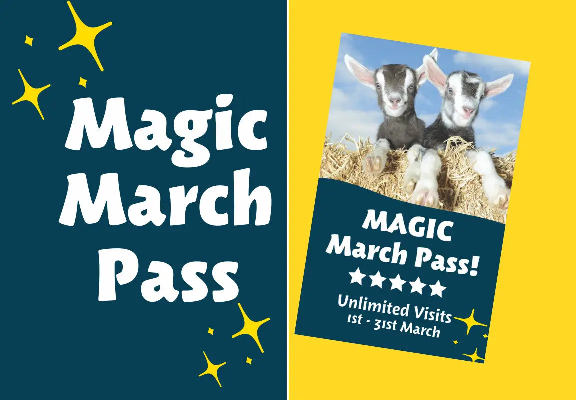 Magic March Pass Shopify Sign Up Page Cover