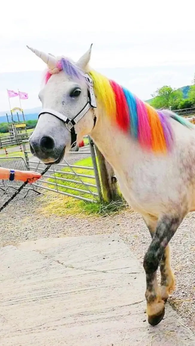 🦄 Meet a REAL LIFE Unicorn!