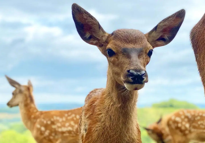 a close-up of a young deer with large ears and a curious expression, with other deer blurred in the background