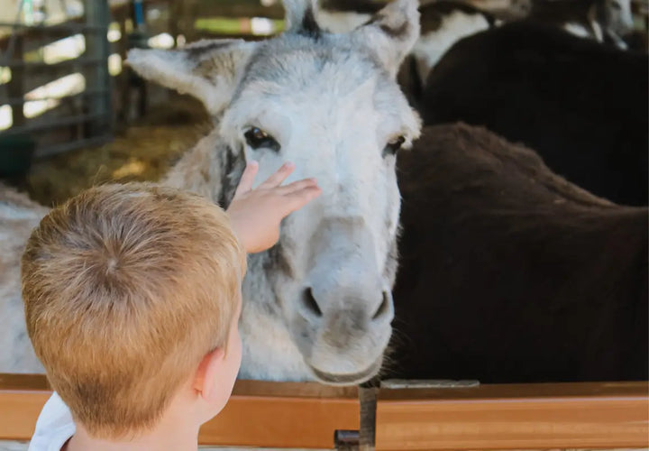 A child reaches out to gently touch the face of a grey donkey in a farm setting.
