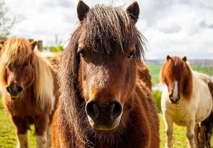 Miniature Ponies