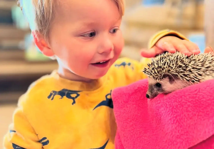 a young child smiles while gently petting a hedgehog wrapped in a pink towel